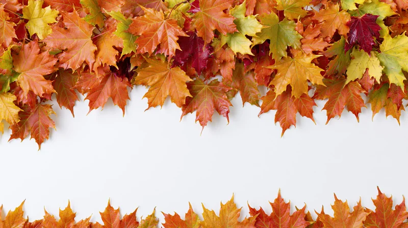 Autumn maple leaves arranged as a natural border frame on white background with copyspace