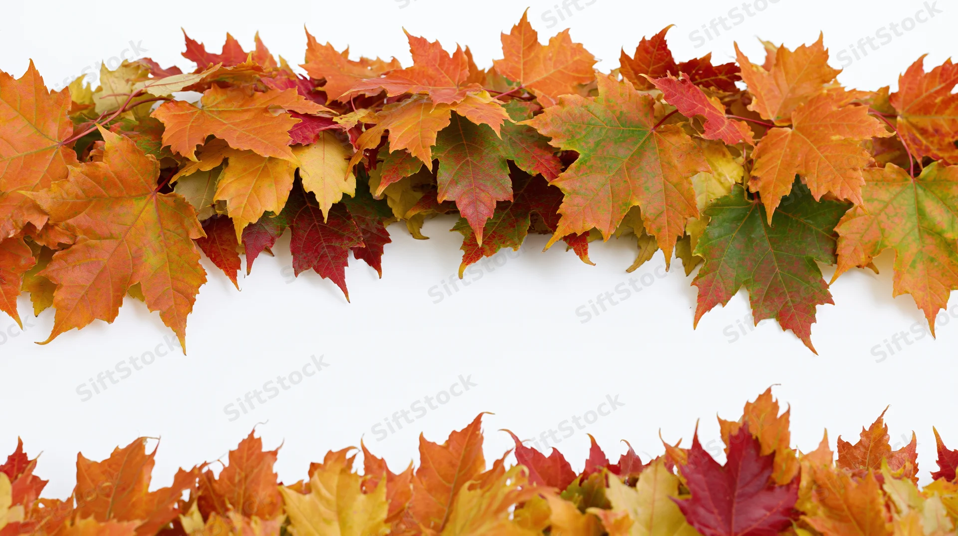 Autumn maple leaves arranged as a natural border frame on white background