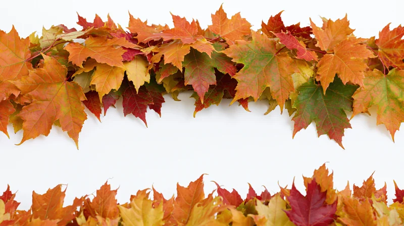 Autumn maple leaves arranged as a natural border frame on white background