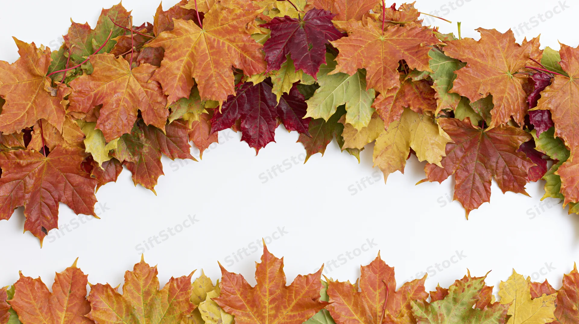 Autumn maple leaves arranged as a natural border frame on white background with copyspace