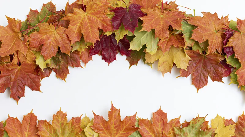 Autumn maple leaves arranged as a natural border frame on white background with copyspace