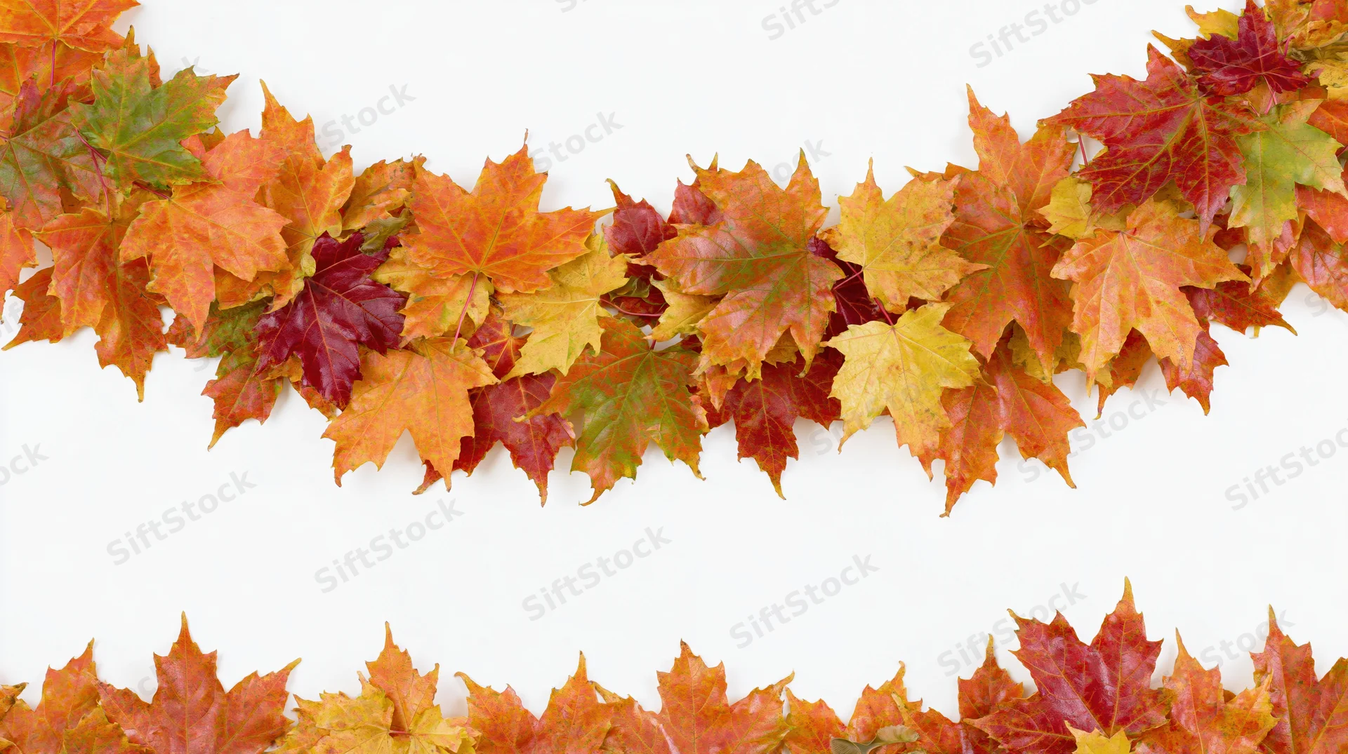 Autumn maple leaves arranged as a natural border frame on white background