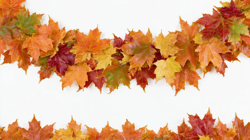Autumn maple leaves arranged as a natural border frame on white background