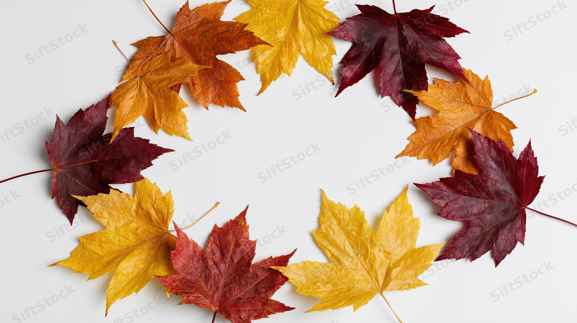 Maple leaves arranged in a natural arc border framing a white background with copyspace