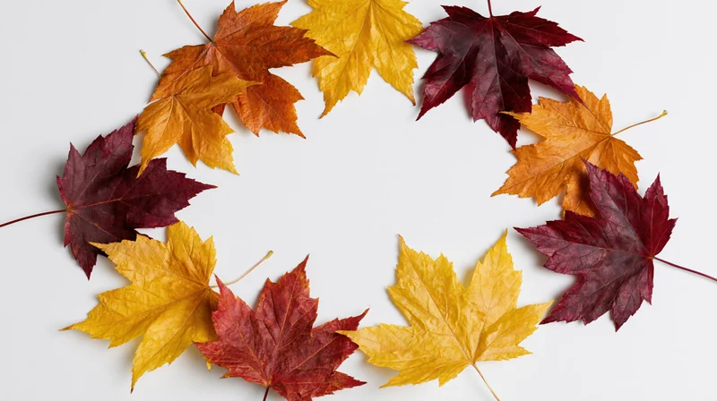 Maple leaves arranged in a natural arc border framing a white background with copyspace