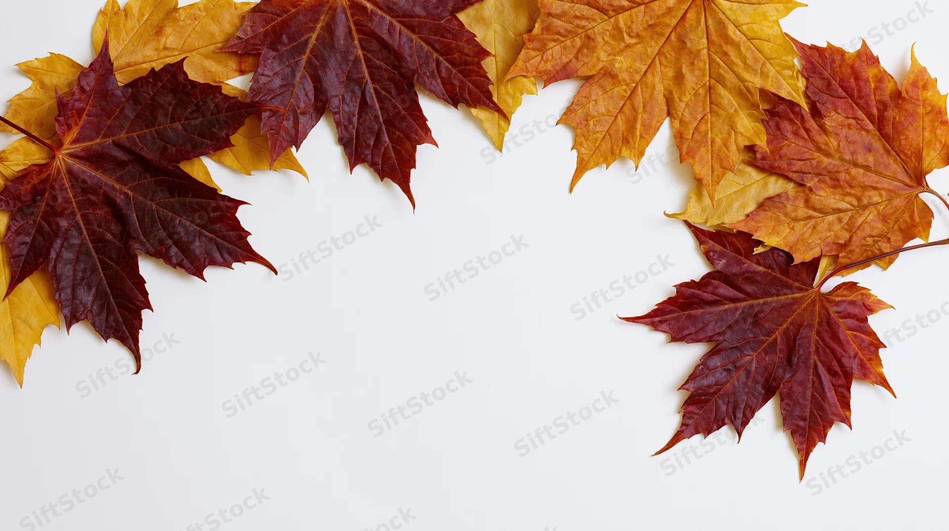Maple leaves arranged in a natural arc border framing a white background with copyspace