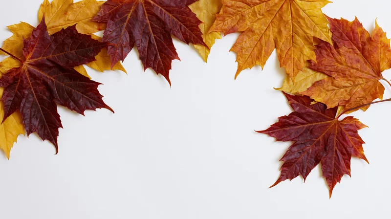 Maple leaves arranged in a natural arc border framing a white background with copyspace
