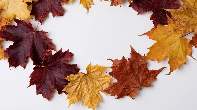 Maple leaves arranged in a natural arc border framing a white background