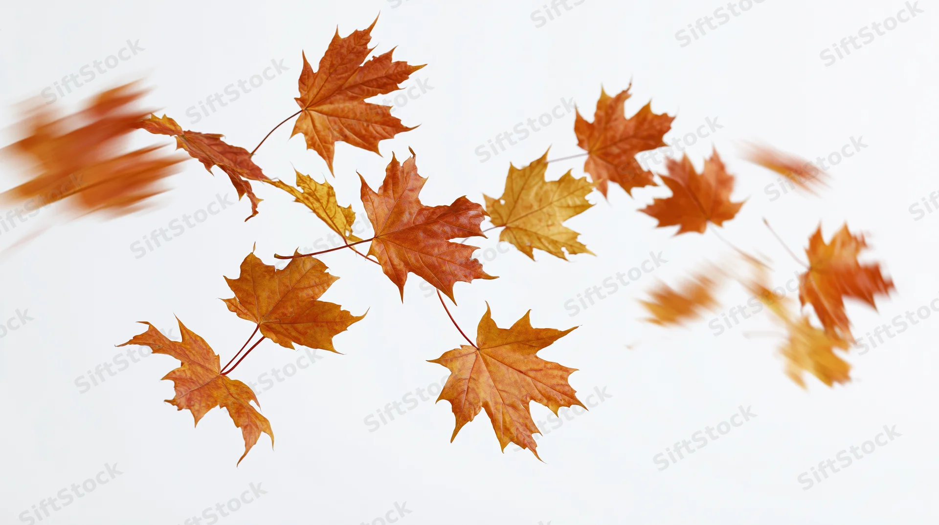 Maple leaves falling in motion against a white background with copyspace