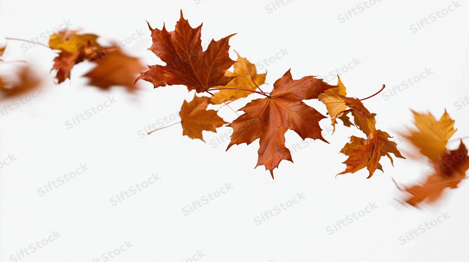 Maple leaves falling in a sweeping arc midair against white background