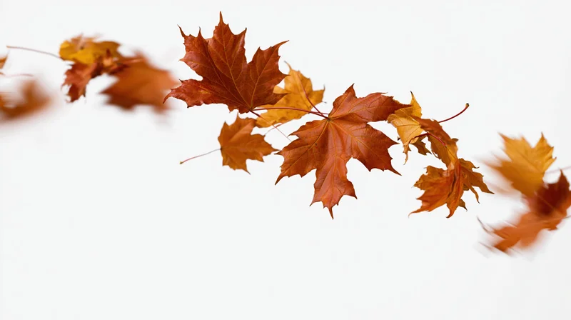 Maple leaves falling in a sweeping arc midair against white background