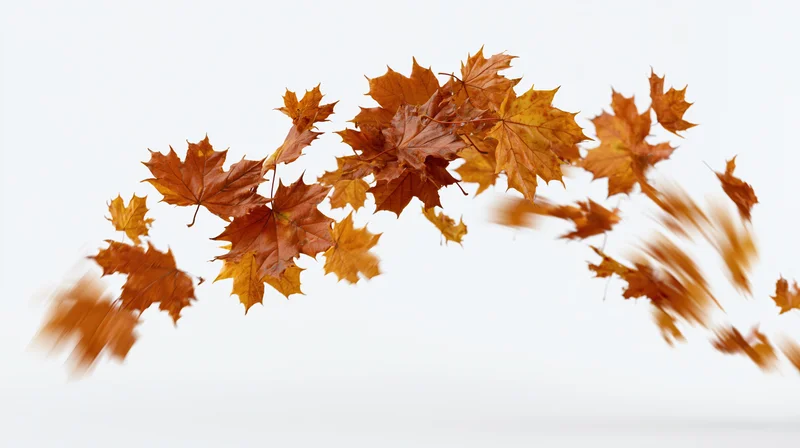 Maple leaves falling in a sweeping arc against a white background