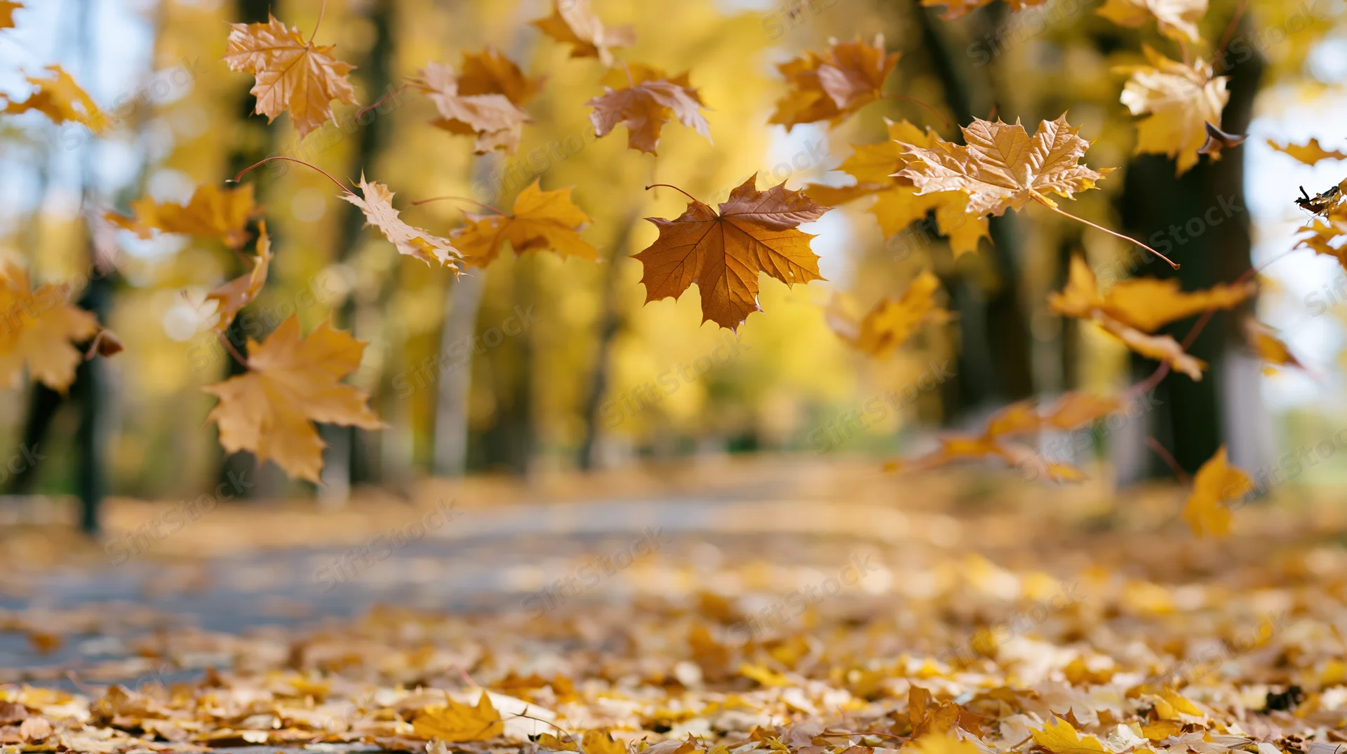 Maple leaves falling mid-air over a park path covered in fallen foliage