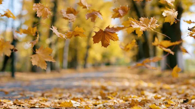Maple leaves falling mid-air over a park path covered in fallen foliage