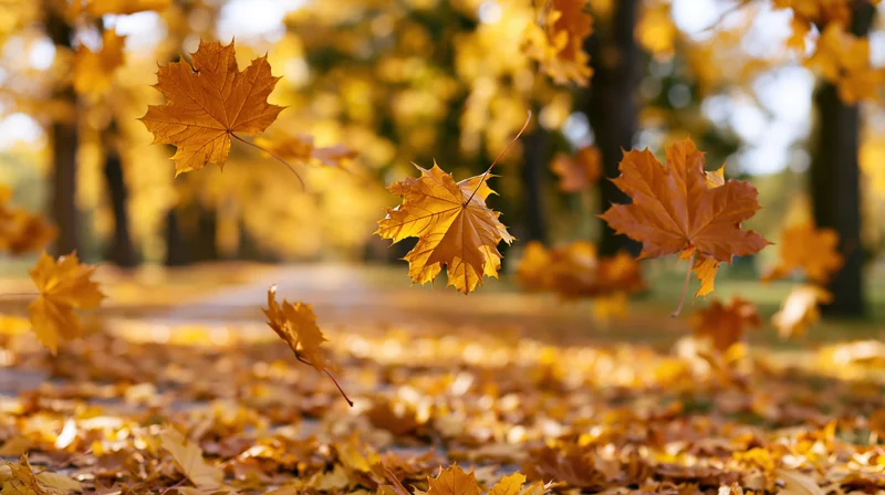 Maple leaves falling mid-air over a park path covered in autumn foliage