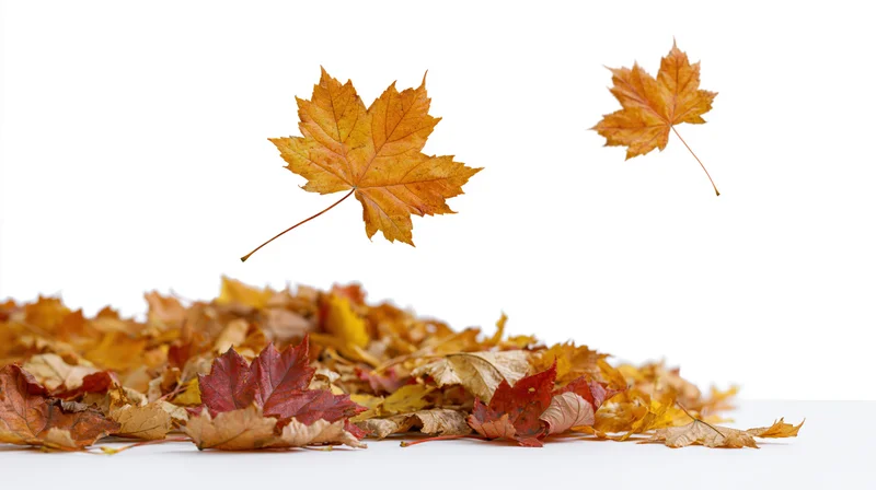 Maple leaves falling and landing in a loose pile on white background