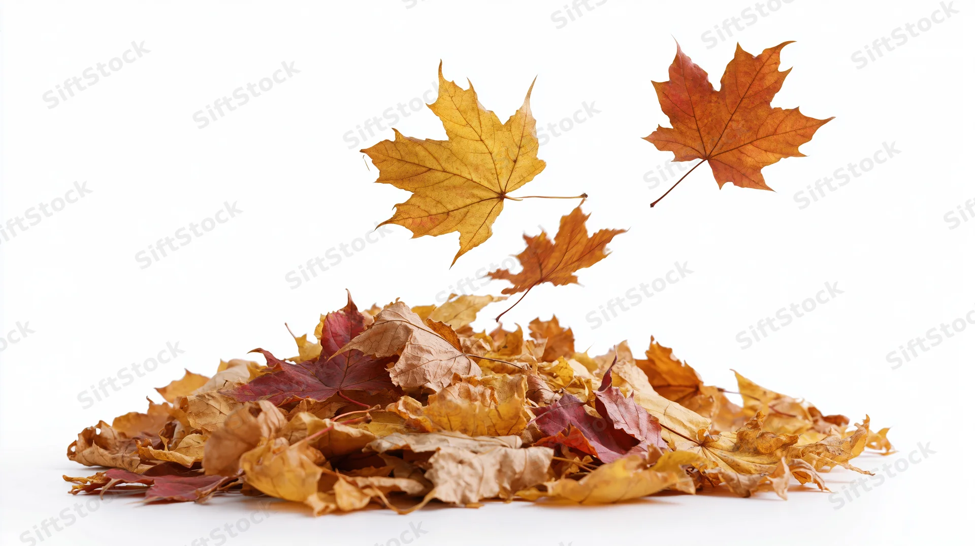 Maple leaves falling and landing in a loose pile on white background
