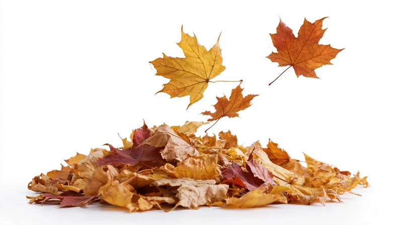 Maple leaves falling and landing in a loose pile on white background