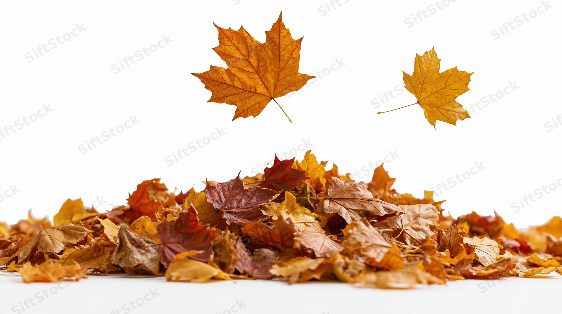 Maple leaves falling and landing in a loose pile on white background