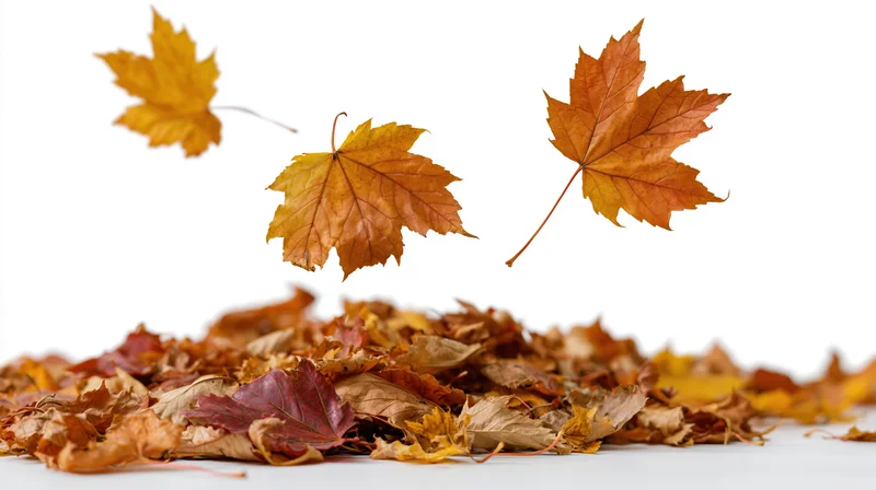 Maple leaves falling and landing in a loose pile on white background