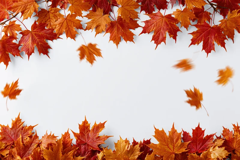 Autumn maple leaves arranged in a frame with falling leaves and copyspace in the center