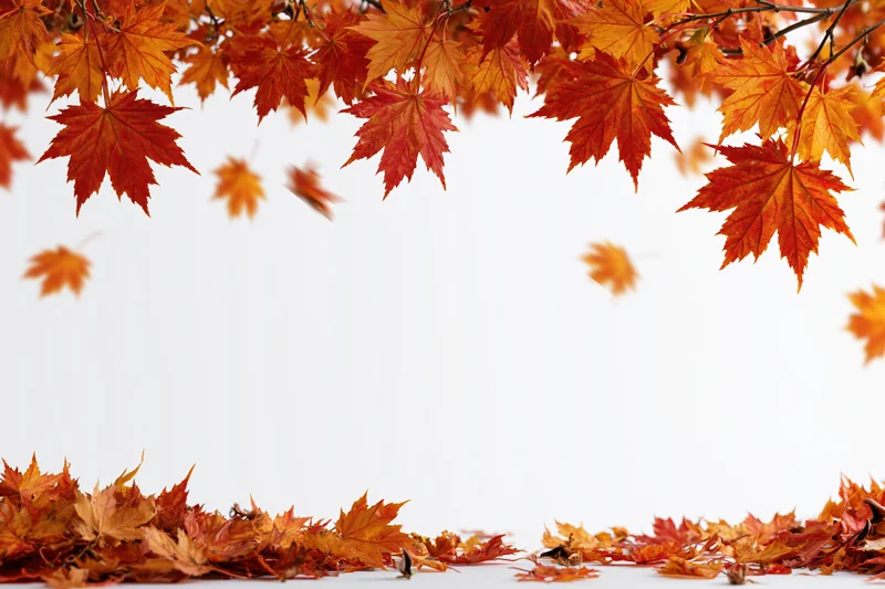 Autumn maple leaves falling and scattered framing a wide open white space
