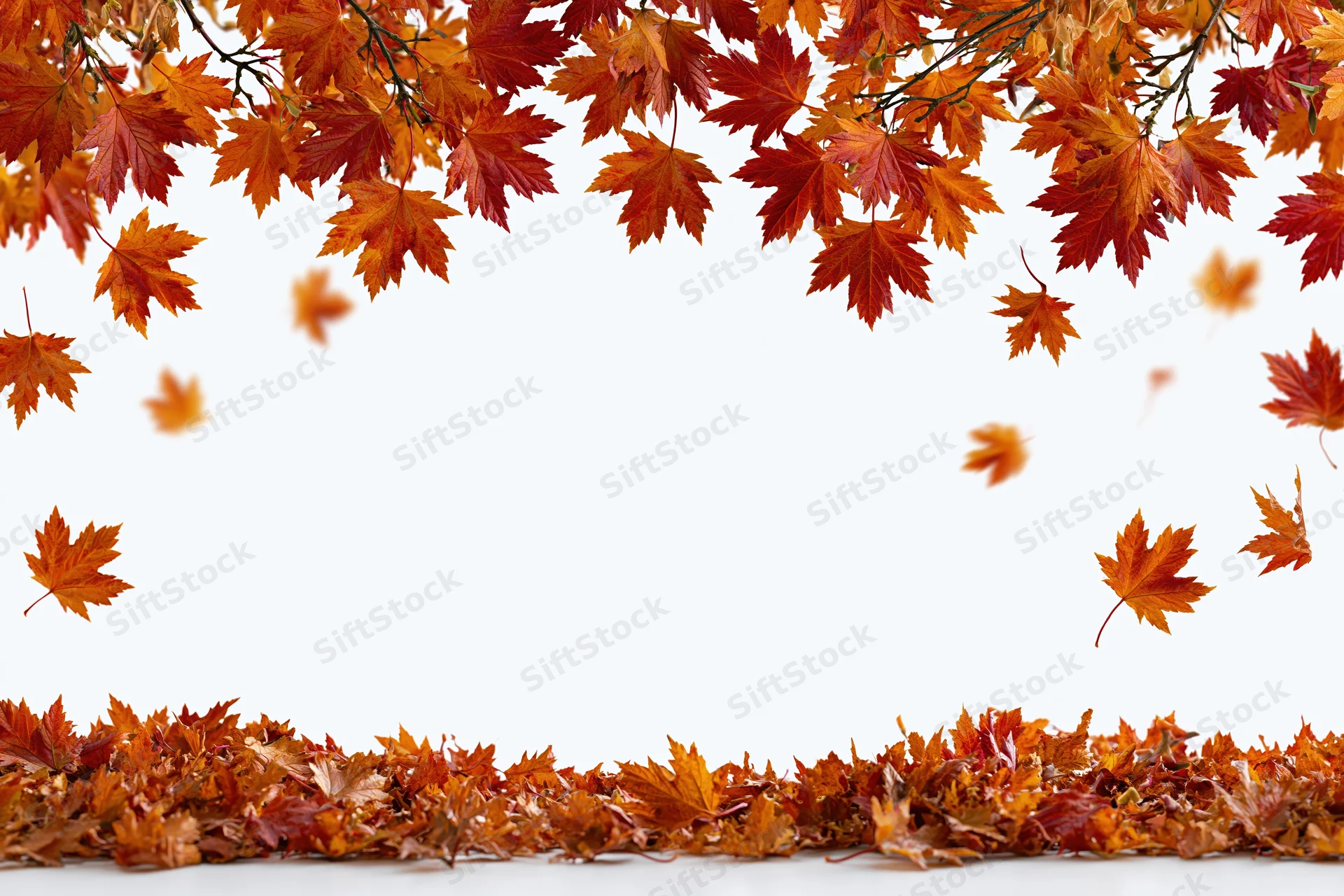 Autumn maple leaves falling and scattered framing a wide open white space