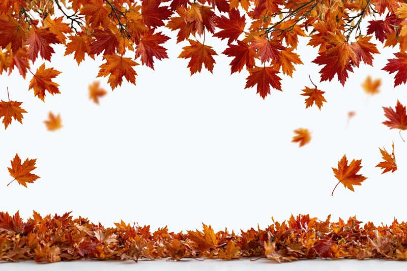 Autumn maple leaves falling and scattered framing a wide open white space