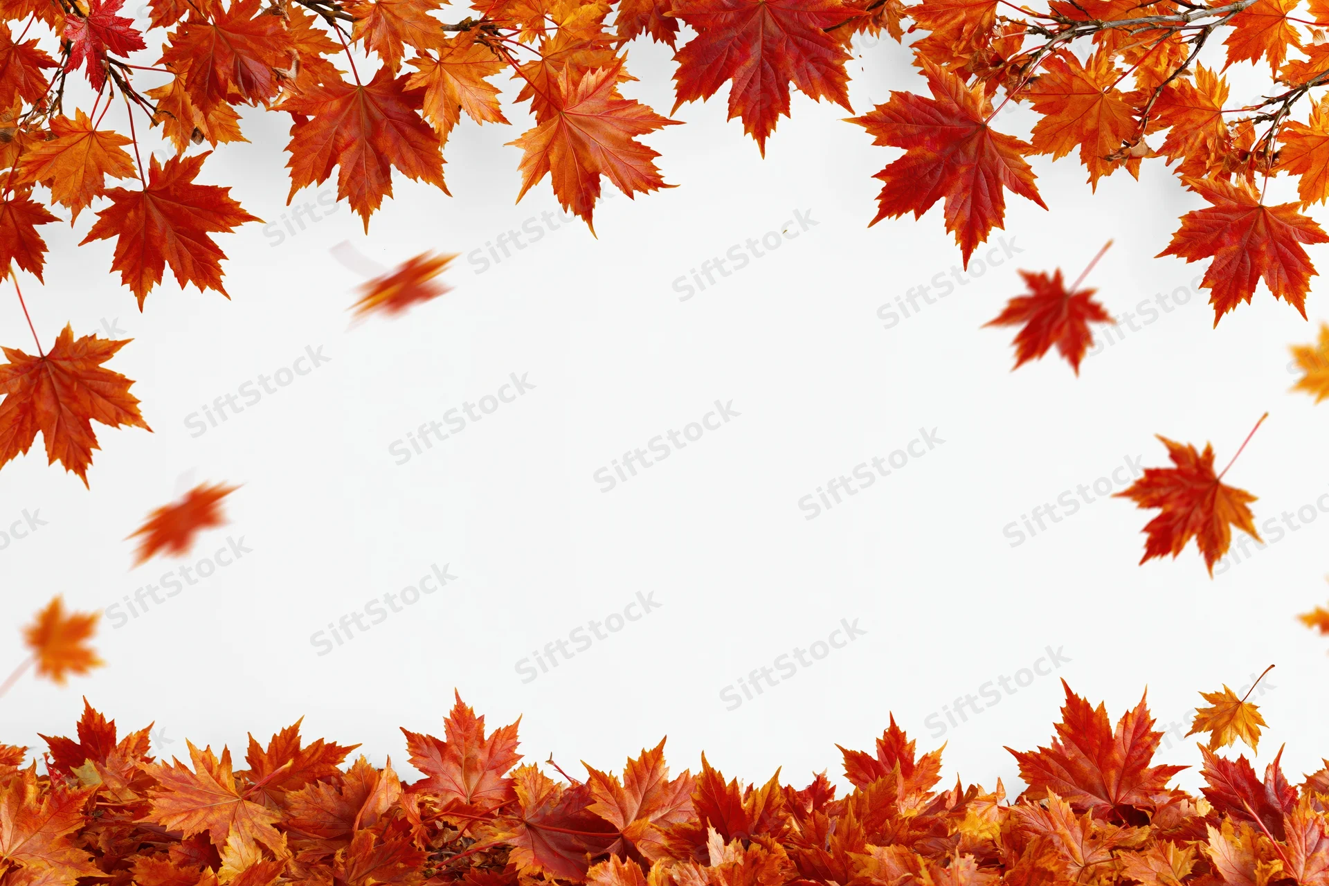 Autumn maple leaves falling and scattered framing a wide open white space