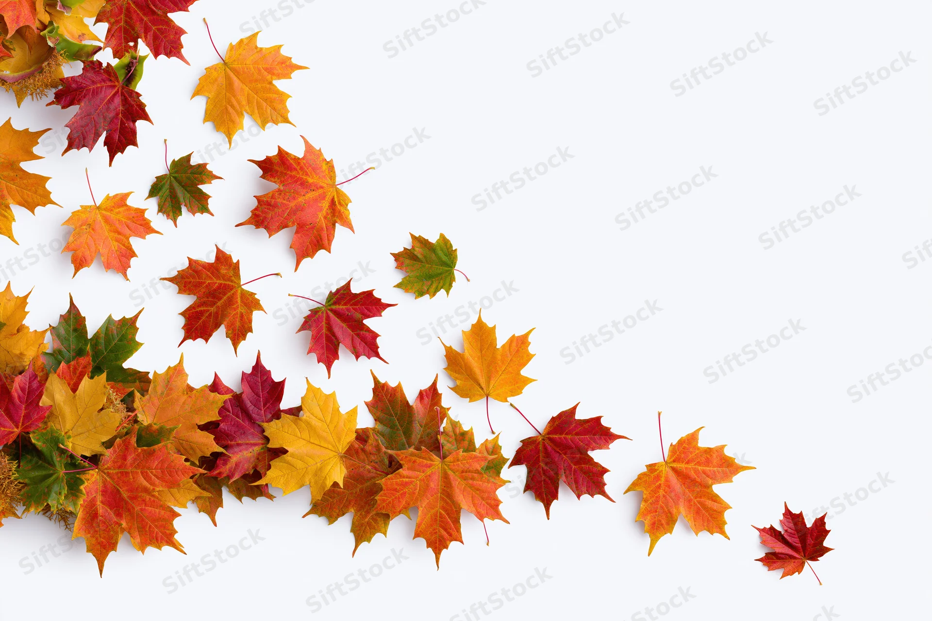 Autumn maple leaves scattered across white background with copyspace
