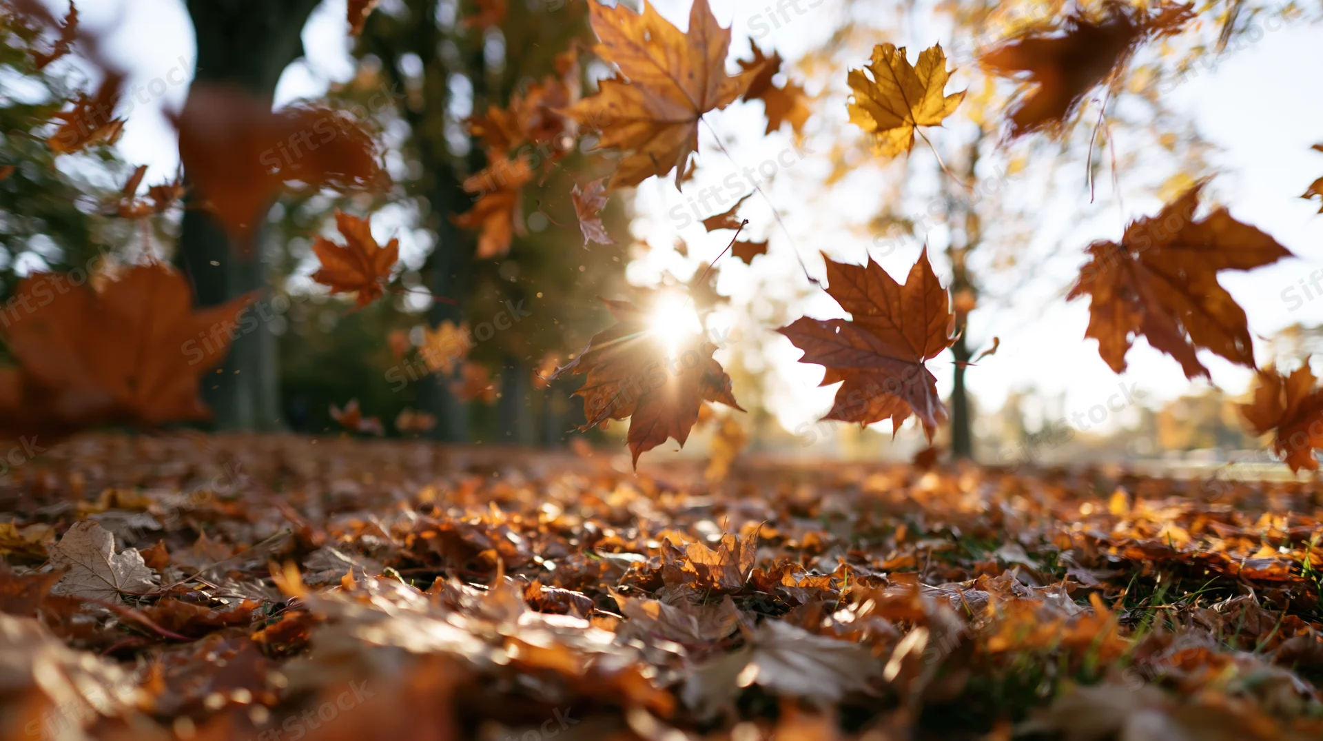 Maple leaves falling and swirling in a park with sunlight filtering through trees