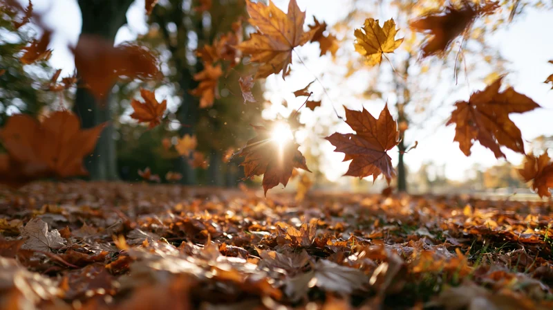 Maple leaves falling and swirling in a park with sunlight filtering through trees
