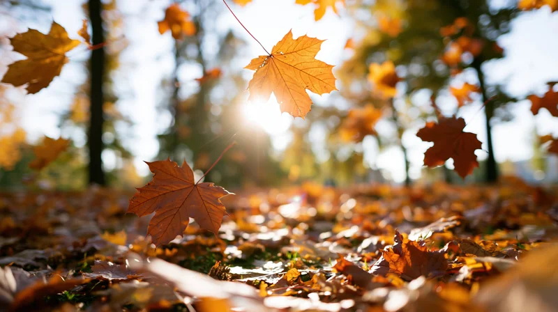 Maple leaves falling and swirling in a sunlit park with a carpet of foliage on the ground