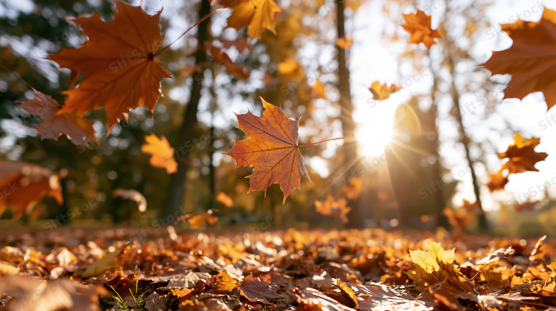 Maple leaves falling and swirling in a park with sunlight shining through trees