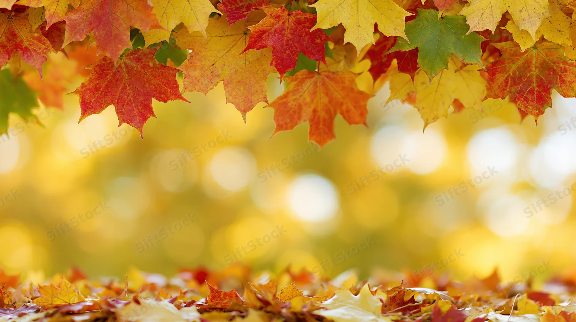 Autumn maple leaves forming a natural border above a carpet of fallen foliage in a sunlit forest