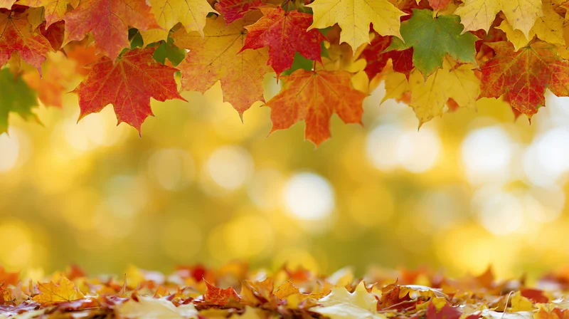 Autumn maple leaves forming a natural border above a carpet of fallen foliage in a sunlit forest