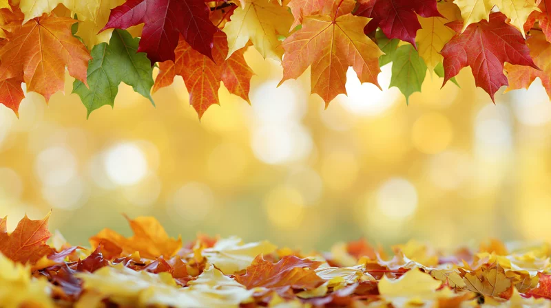 Autumn maple leaves forming a natural border with fallen foliage on ground and golden bokeh background