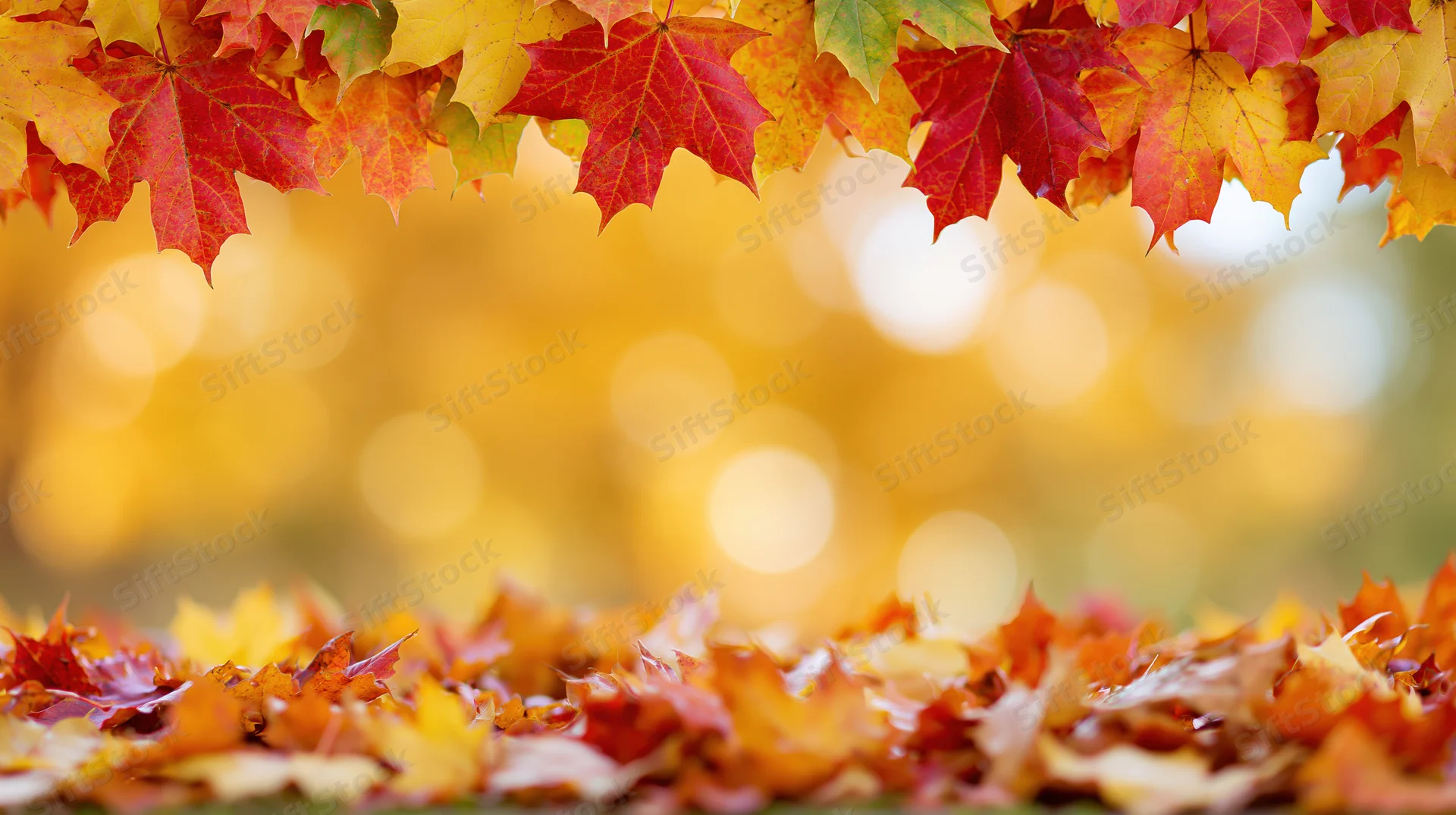 Autumn maple leaves forming a natural border above a carpet of fallen foliage in a forest setting