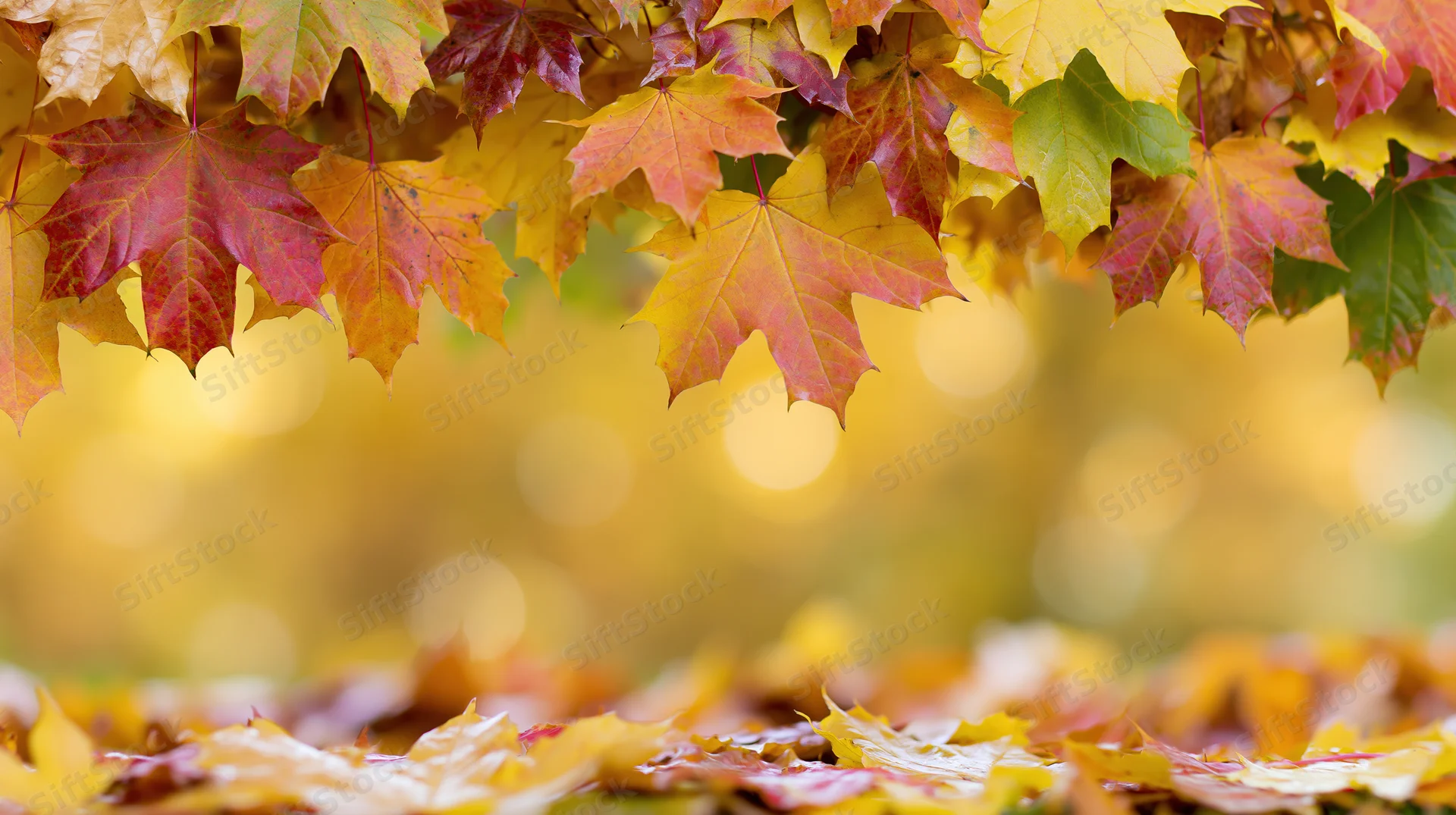 Autumn maple leaves forming a natural border above a carpet of fallen foliage in a forest setting
