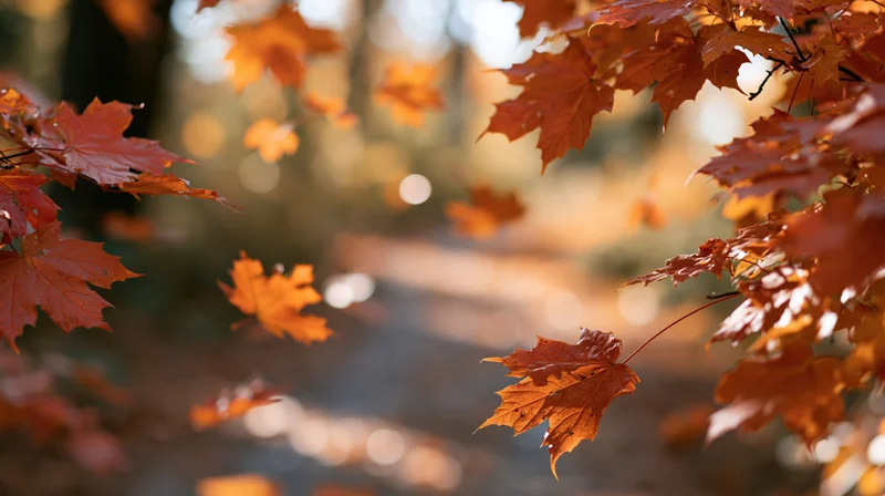 Maple leaves in autumn colors framing a forest path with sunlight filtering through