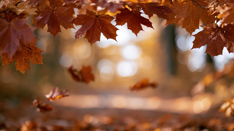 Autumn maple leaves framing the shot with some falling in a forest setting