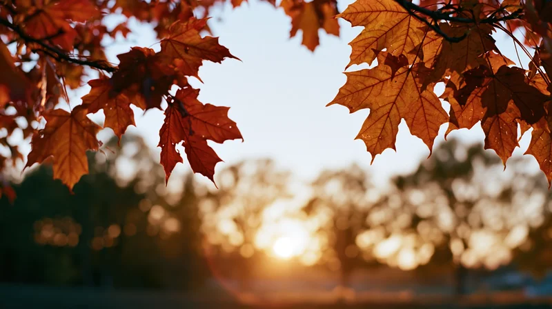 Autumn maple leaves framing the sky at sunset in a park
