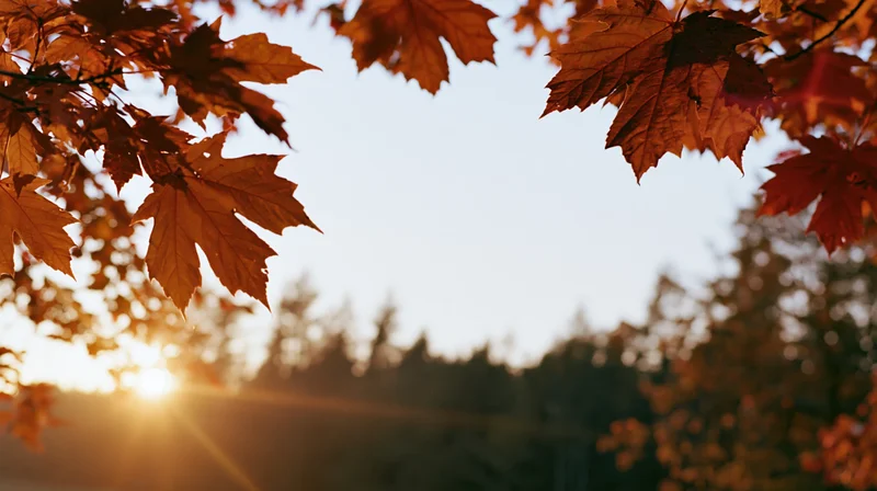 Autumn maple leaves framing the sky at sunset in a forest setting