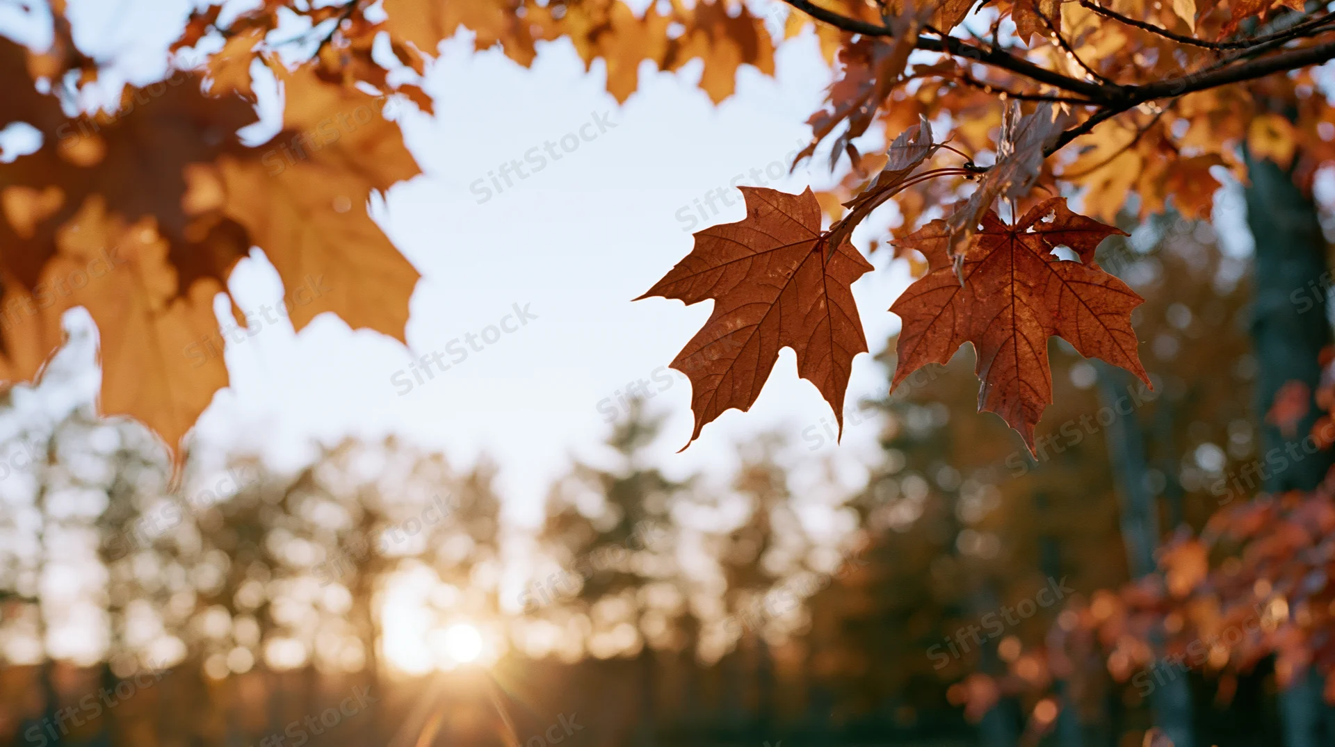 Autumn maple leaves framing the sky with sunlight glowing through the forest background