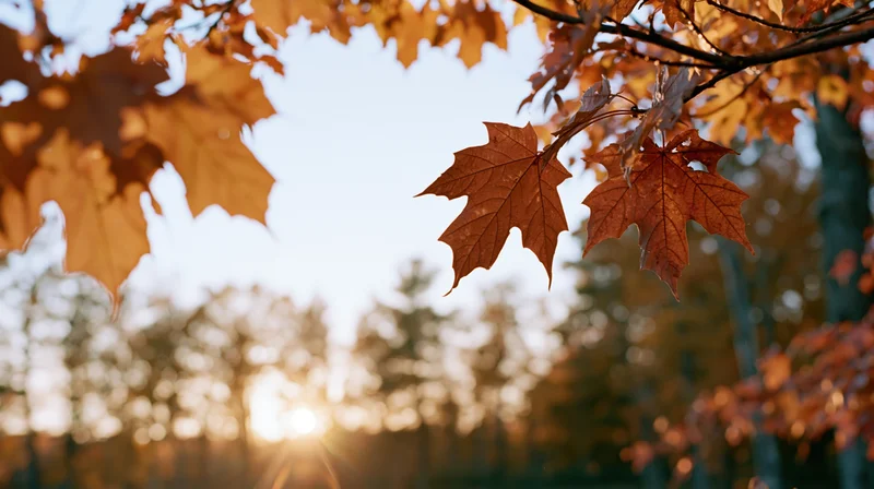 Autumn maple leaves framing the sky with sunlight glowing through the forest background
