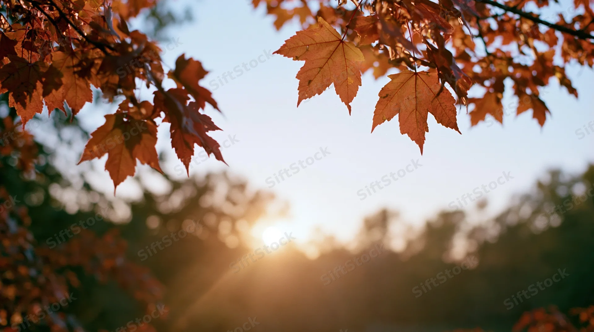 Autumn maple leaves framing the sky at sunset in a forest setting