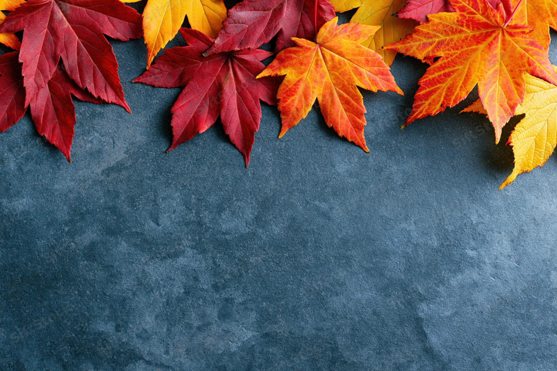 Autumn maple leaves arranged along the top edge of a dark blue textured surface