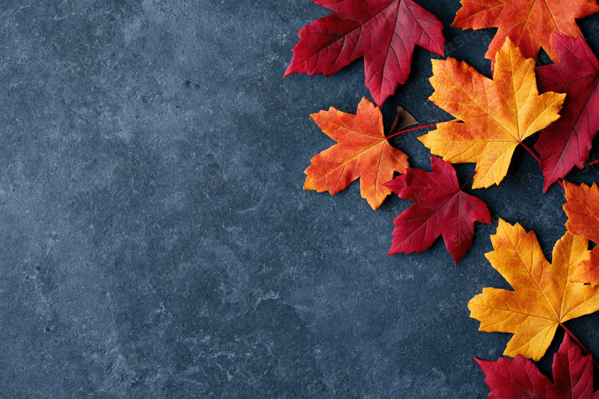 Autumn maple leaves in red orange and yellow arranged along the right edge of a dark textured surface