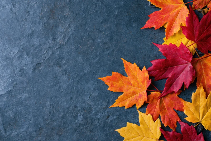 Autumn maple leaves in red orange and yellow arranged along the right edge on dark stone surface with copyspace on left