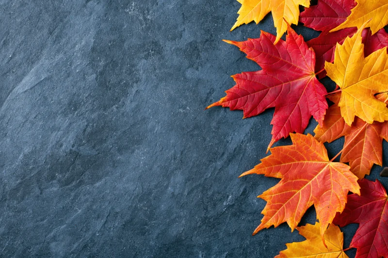 Autumn maple leaves in red orange and yellow arranged along the right edge of a dark stone surface with copyspace on the left